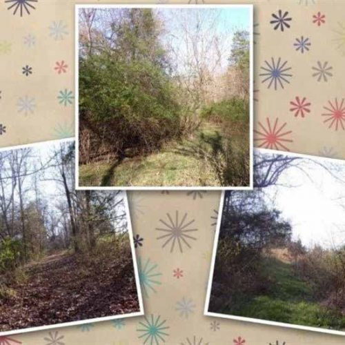 A Walk in the Woods Image